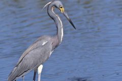 Tricolored Heron, Egretta tricolor