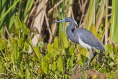 Tricolored Heron, Egretta tricolor