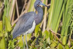 Tricolored Heron, Egretta tricolor