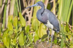 Tricolored Heron, Egretta tricolor
