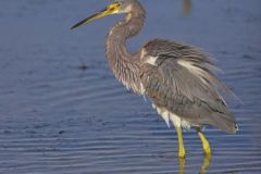 Tricolored Heron, Egretta tricolor