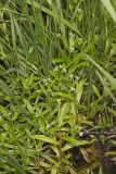 Smaller forget-me-not, Myosotis laxa