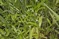 Smaller Forget-me-not