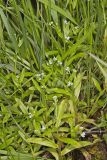 Smaller forget-me-not, Myosotis laxa