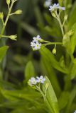 Smaller forget-me-not, Myosotis laxa