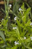 Smaller forget-me-not, Myosotis laxa