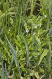 Smaller forget-me-not, Myosotis laxa