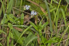 True Forget-me-not, Myosotis scorpioides
