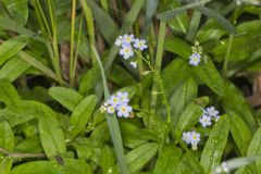 True Forget-me-not, Myosotis scorpioides