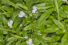 True Forget-me-not, Myosotis scorpioides