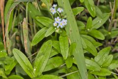 True Forget-me-not, Myosotis scorpioides