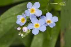True Forget-me-not, Myosotis scorpioides