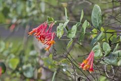 Coral Honeysuckle, Lonicera sempervirens