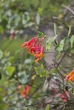 Coral Honeysuckle, Lonicera sempervirens