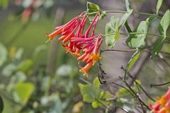 Caprifoliaceae, Honeysuckle Family