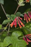 Coral Honeysuckle, Lonicera sempervirens