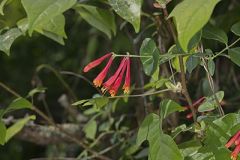 Coral Honeysuckle, Lonicera sempervirens