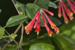 Trumpet Honeysuckle, Lonicera sempervirens Trumpet Honeysuckle, Lonicera sempervirens