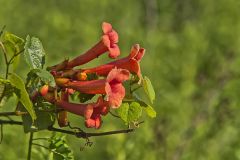 Trumpet Vine