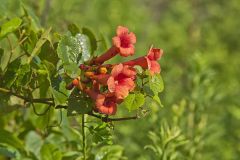 Trumpet Vine, Campsis radicans
