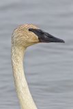 Trumpeter Swan, Cygnus buccinator