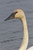 Trumpeter Swan, Cygnus buccinator