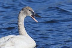 Trumpeter Swan, Cygnus buccinator