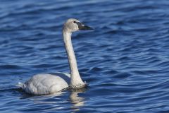 Trumpeter Swan, Cygnus buccinator