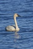 Trumpeter Swan, Cygnus buccinator