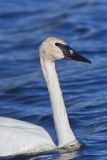 Trumpeter Swan, Cygnus buccinator