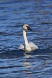 Trumpeter Swan, Cygnus buccinator