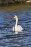 Trumpeter Swan, Cygnus buccinator