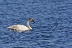 Trumpeter Swan, Cygnus buccinator