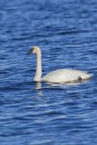 Trumpeter Swan, Cygnus buccinator