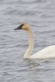 Trumpeter Swan, Cygnus buccinator