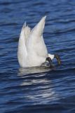 Trumpeter Swan, Cygnus buccinator