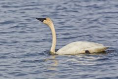 Trumpeter Swan, Cygnus buccinator