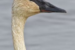Trumpeter Swan, Cygnus buccinator