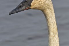 Trumpeter Swan, Cygnus buccinator