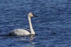 Trumpeter Swan, Cygnus buccinator