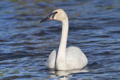 Trumpeter Swan, Cygnus buccinator