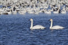 Trumpeter Swan, Cygnus buccinator