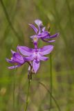 Tuberous Grasspink, Calopogon tuberosus
