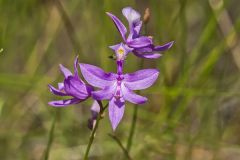 Tuberous Grasspink, Calopogon tuberosus