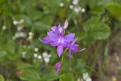 Tuberous Grasspink, Calopogon tuberosus