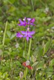 Tuberous Grasspink, Calopogon tuberosus