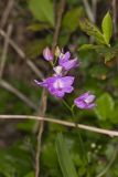 Tuberous Grasspink, Calopogon tuberosus
