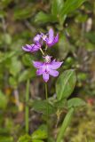 Tuberous Grasspink, Calopogon tuberosus