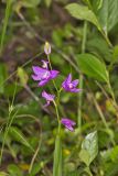 Tuberous Grasspink, Calopogon tuberosus