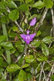 Tuberous Grasspink, Calopogon tuberosus